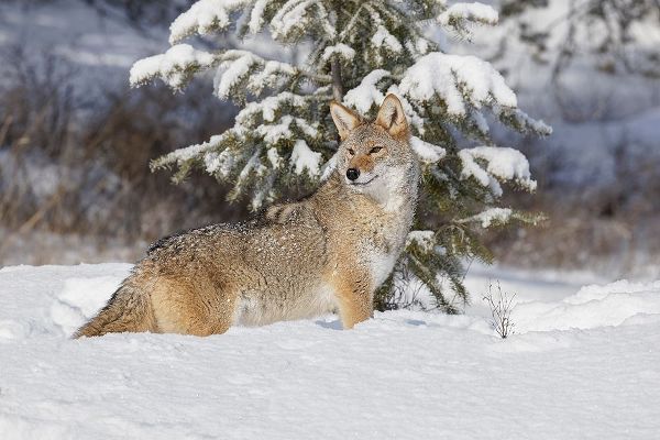 Coyote in deep winter snow-Canis latrans-controlled situation-Montana